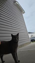 Lost Female Cat last seen Location eating, Raeford, NC 28376