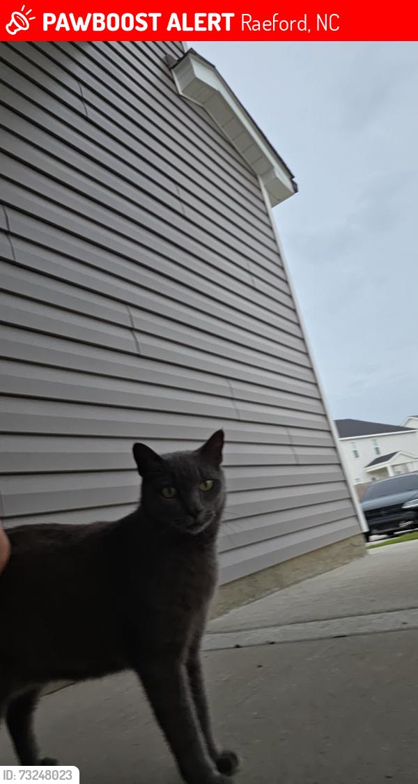Lost Female Cat last seen Location eating, Raeford, NC 28376