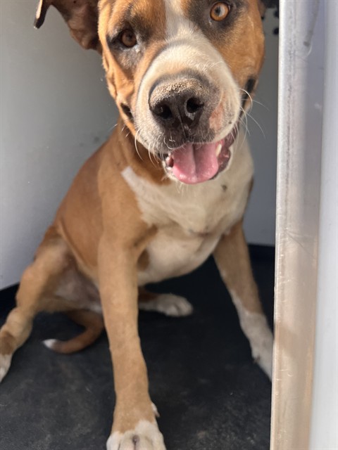 Shelter Stray Male Dog last seen Near BLK ALPINE ST, BAKERSFIELD, CA, 201 S Mt Vernon Ave, Bakersfield, CA 93307, USA