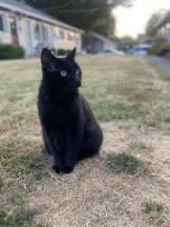 Lost Male Cat last seen 29th and Clinton intersection, Portland, OR 97202