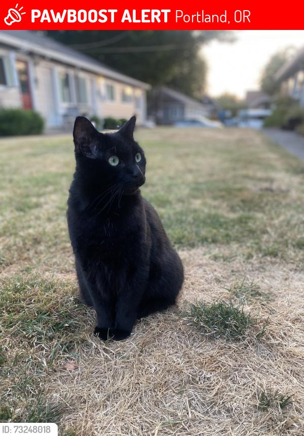 Lost Male Cat last seen 29th and Clinton intersection, Portland, OR 97202