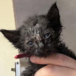 Shelter Stray Male Cat last seen Rock Prairie Rd & Normand Dr, City of College Station, TX, 5359 Leonard Rd, Bryan, TX 77807, USA