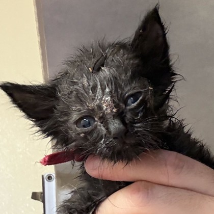 Shelter Stray Male Cat last seen Rock Prairie Rd & Normand Dr, City of College Station, TX, 5359 Leonard Rd, Bryan, TX 77807, USA