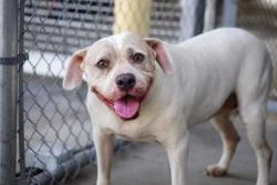 Shelter Stray Female Dog last seen Alter Dr, East District, TX, 355 Hillshire Dr, Haslet, TX 76052, USA