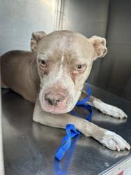 Shelter Stray Female Dog last seen Near LONGSTRAW DR, North District,, 355 Hillshire Dr, Haslet, TX 76052, USA