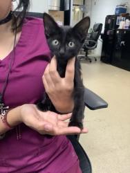 Shelter Stray Male Cat last seen Near Wilbarger St., East District, TX, 355 Hillshire Dr, Haslet, TX 76052, USA