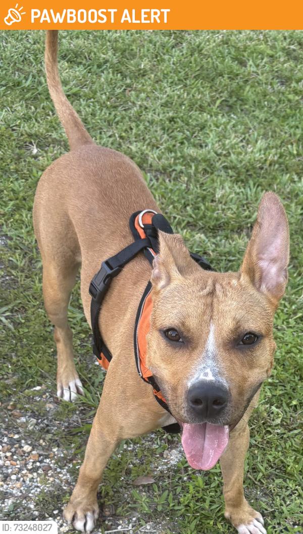 Found/Stray Female Dog last seen 86th Ave, West Vero Corridor, FL 32966