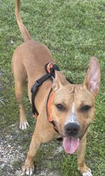Found/Stray Female Dog last seen 86th Ave, West Vero Corridor, FL 32966