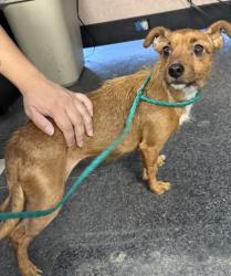 Shelter Stray Female Dog last seen BLUE OAKS BL & WOODCREEK OAKS BL, Roseville City, CA, 200 Tahoe Ave, Roseville, CA 95678, USA