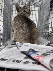 Shelter Stray Female Cat last seen 55th Ave and Int'l Blvd. Taco truck parking lot, Oakland, CA, 1101 29th Ave, Oakland, CA 94601, USA