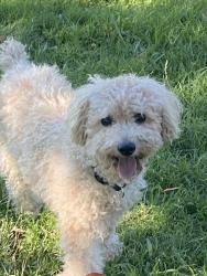 Found/Stray Male Dog last seen Fox Memorial Park Alvarado and Marquette, Albuquerque, NM 87108