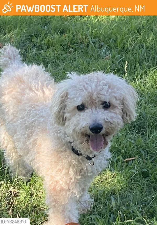 Found/Stray Male Dog last seen Fox Memorial Park Alvarado and Marquette, Albuquerque, NM 87108