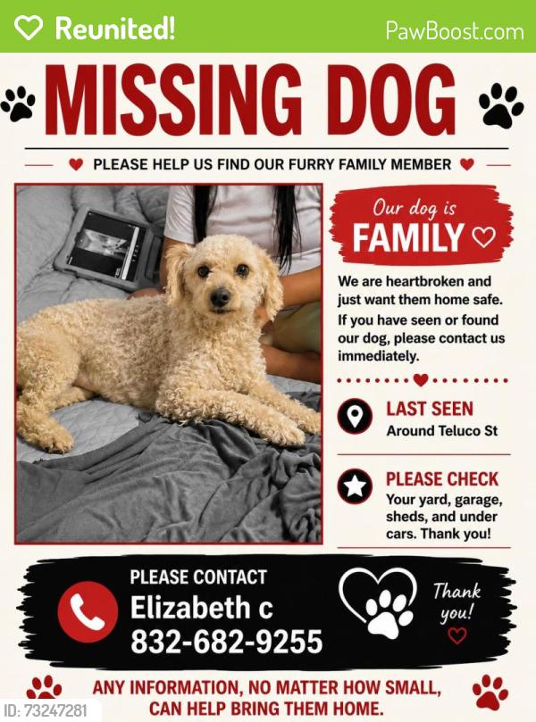 Reunited Male Dog last seen teluco st, Houston, TX 77055