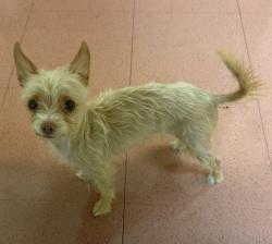 Shelter Stray Female Dog last seen Near Preston Avenue, LIVERMORE, CA, 94551, 8323 Baldwin St, Oakland, CA 94621, USA