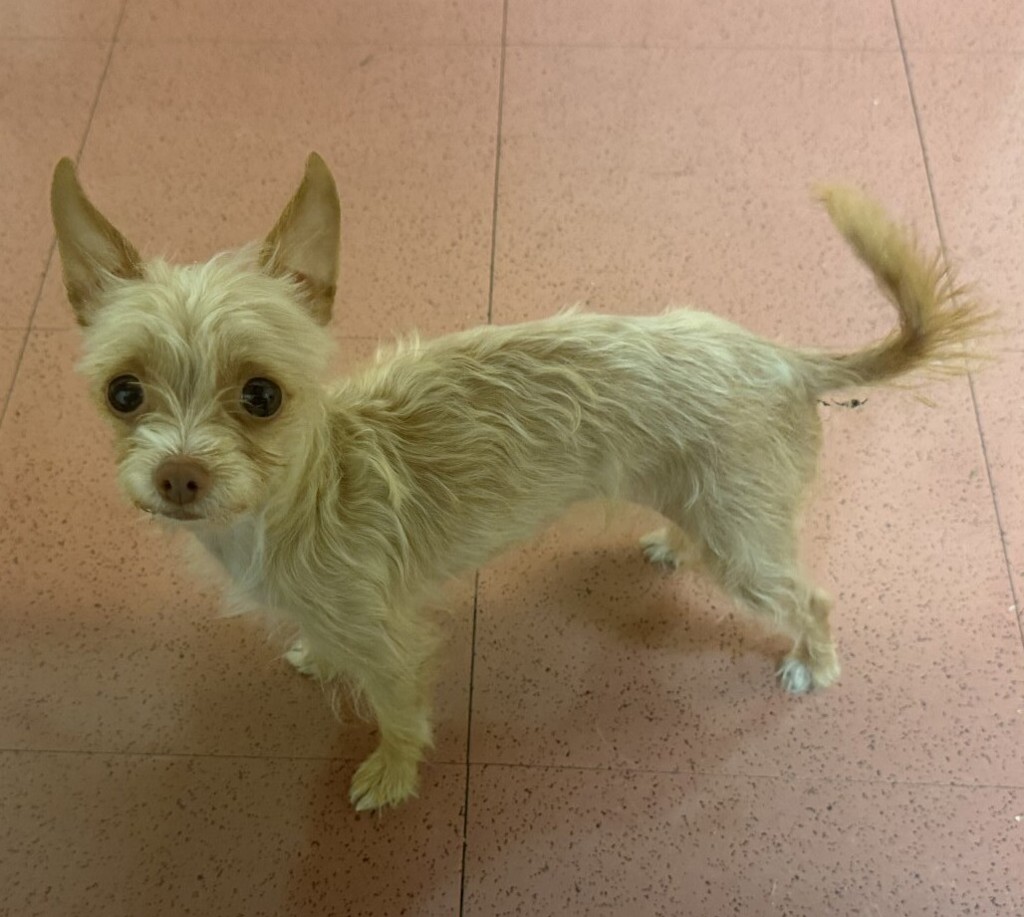 Shelter Stray Female Dog last seen Near Preston Avenue, LIVERMORE, CA, 94551, 8323 Baldwin St, Oakland, CA 94621, USA