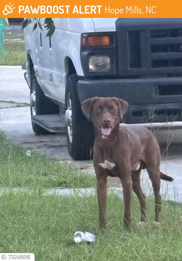 Found/Stray Male Dog last seen Johnson and Newton Street, Hope Mills, NC 28348