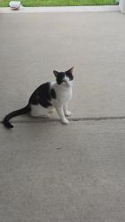 Lost Male Cat last seen Location eating, Raeford, NC 28376