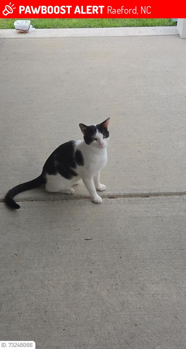 Lost Male Cat last seen Location eating, Raeford, NC 28376