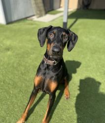 Shelter Stray Male Dog last seen Near Clearbrook Lane, Vista, CA, 92084, Oceanside, CA 92058, USA