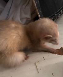 Found/Stray Male Ferret last seen Baker Ln, Lanham, MD 20706