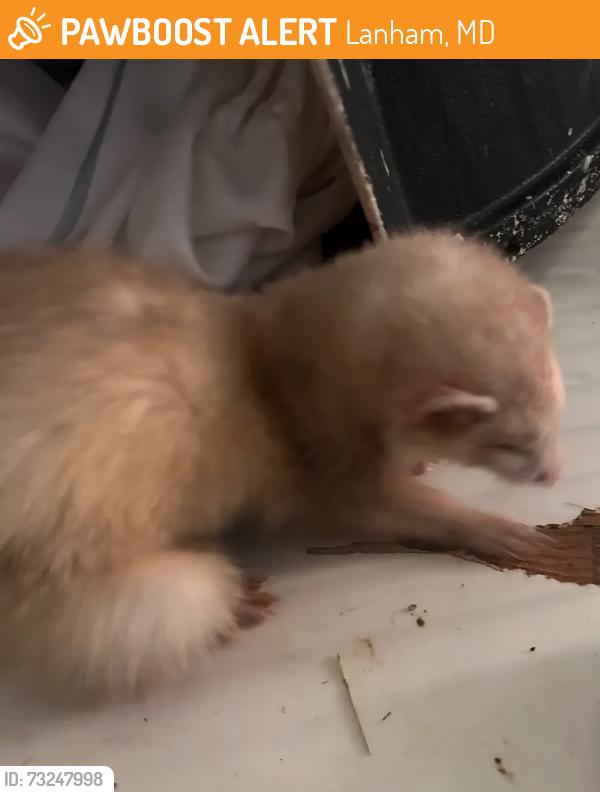 Found/Stray Male Ferret last seen Baker Ln, Lanham, MD 20706