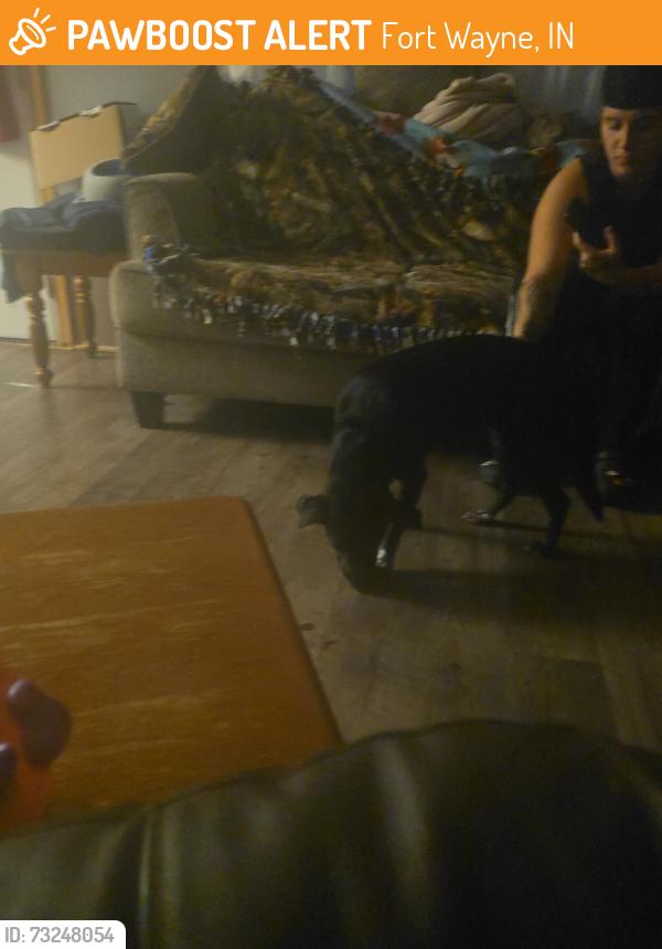 Found/Stray Female Dog last seen Mueller, Fort Wayne, IN 46806
