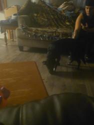 Found/Stray Female Dog last seen Mueller, Fort Wayne, IN 46806