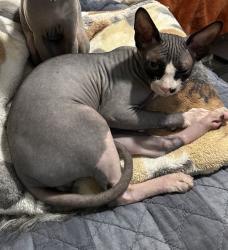 Lost Male Cat last seen Saturn, Idaho Falls, ID 83402