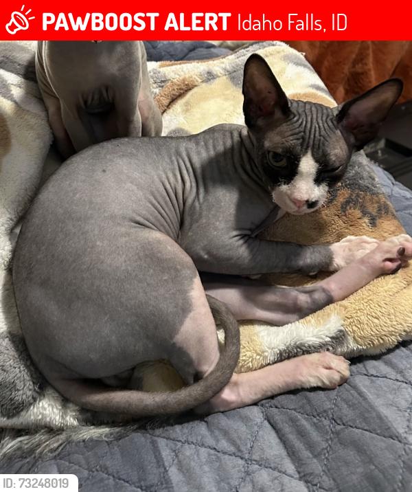 Lost Male Cat last seen Saturn, Idaho Falls, ID 83402