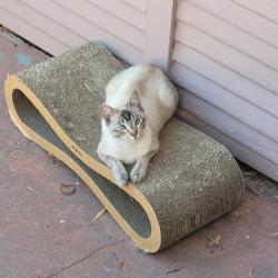 Reunited Female Cat last seen Holway & Seminary, Oakland, CA 94621