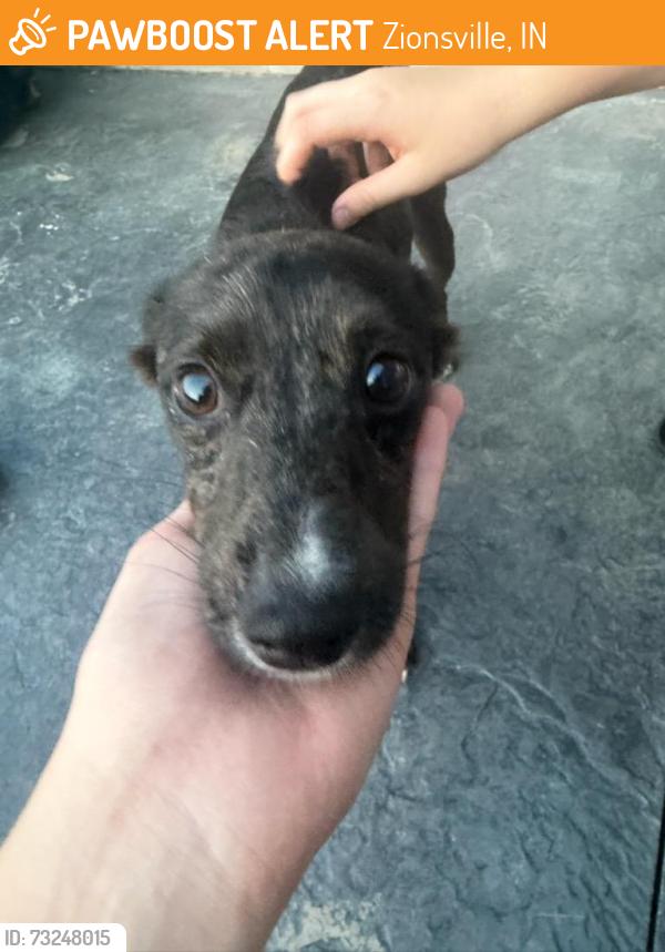 Found/Stray Male Dog last seen Wild air subdivision, Zionsville, IN 46077