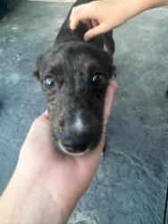 Found/Stray Male Dog last seen Wild air subdivision, Zionsville, IN 46077
