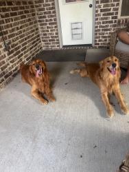 Reunited Unknown Dog last seen Near DBat, Lewisville, TX 75057