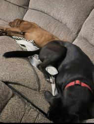Reunited Male Dog last seen Ave K and Travis, Rosenberg, TX 77471