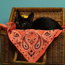Shelter Stray Female Cat last seen , 825 W Jefferson St, Tipton, IN 46072, USA