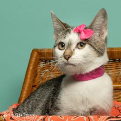 Shelter Stray Female Cat last seen , 825 W Jefferson St, Tipton, IN 46072, USA