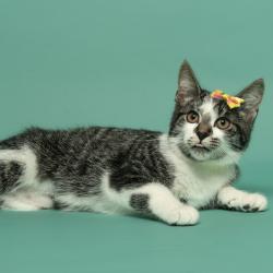 Shelter Stray Female Cat last seen , 825 W Jefferson St, Tipton, IN 46072, USA