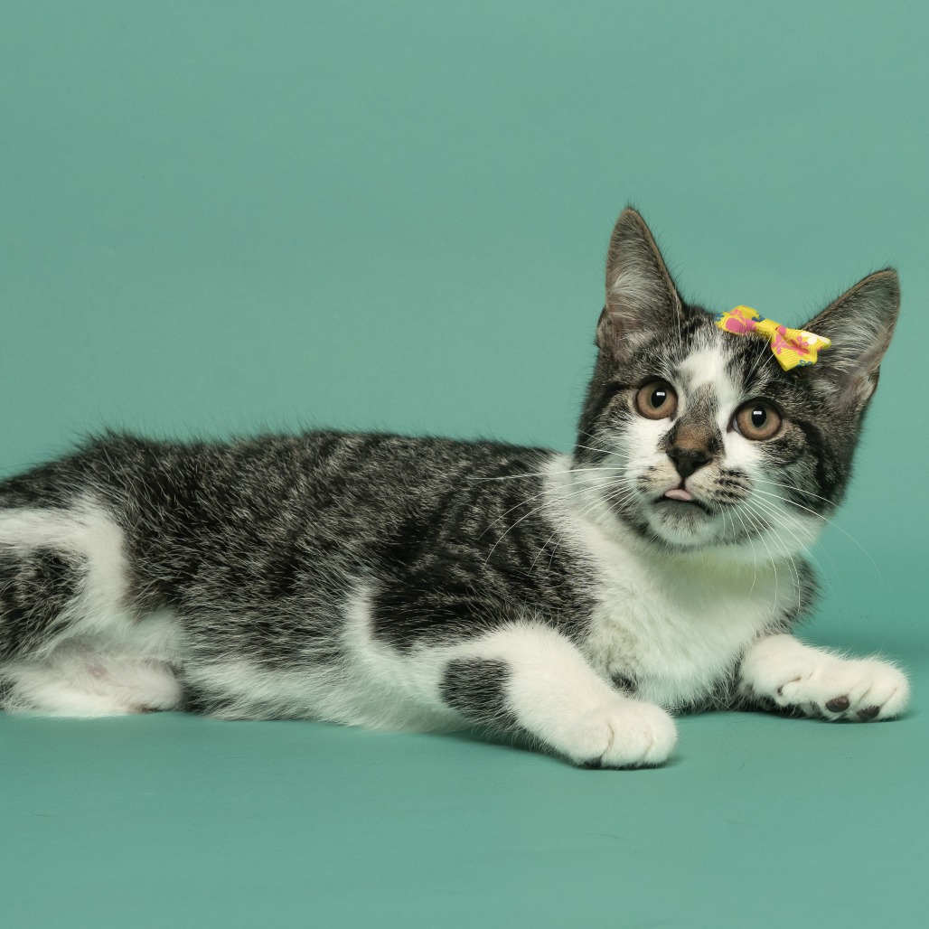 Shelter Stray Female Cat last seen , 825 W Jefferson St, Tipton, IN 46072, USA