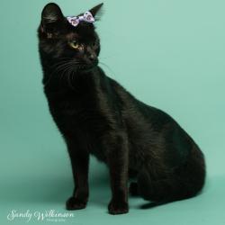 Shelter Stray Female Cat last seen , 825 W Jefferson St, Tipton, IN 46072, USA