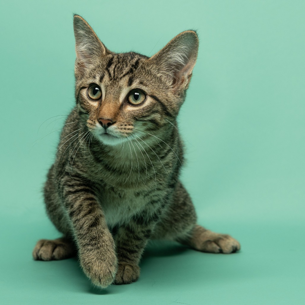 Shelter Stray Male Cat last seen , 825 W Jefferson St, Tipton, IN 46072, USA