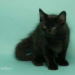 Shelter Stray Male Cat last seen , 825 W Jefferson St, Tipton, IN 46072, USA
