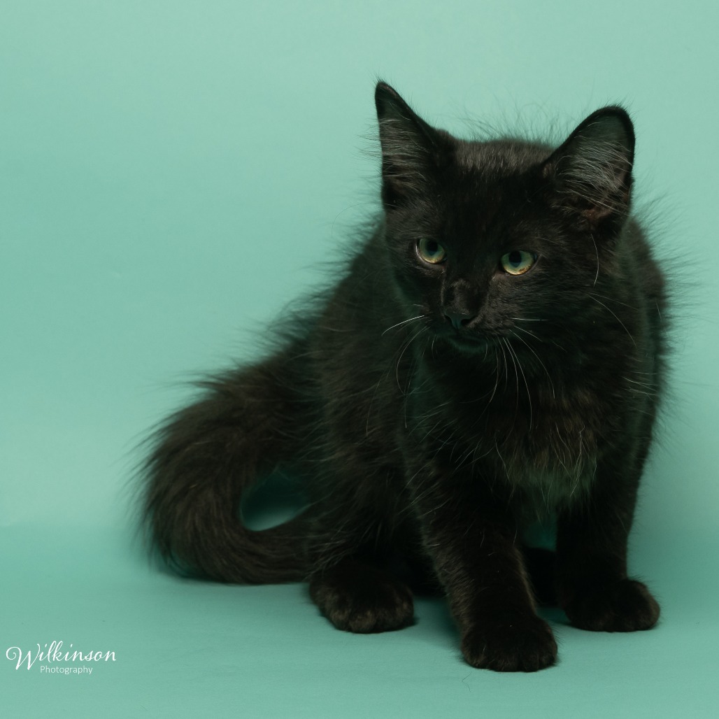 Shelter Stray Male Cat last seen , 825 W Jefferson St, Tipton, IN 46072, USA