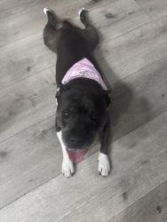 Reunited Female Dog last seen Fargo Ave and Yearling Drive, Wellington, FL 33467