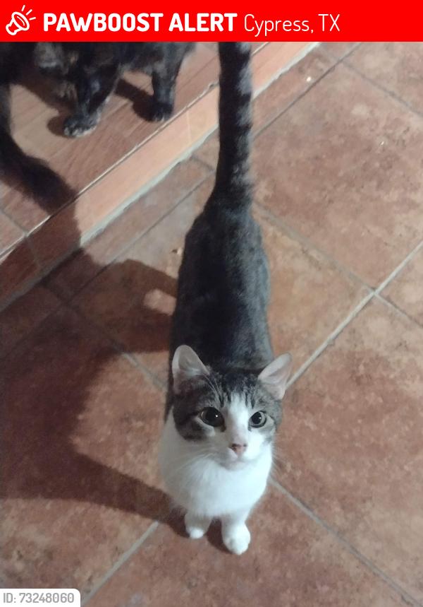Lost Male Cat last seen Near Nevermore Drive, 77429, Cypress Texas, Cypress, TX 77429