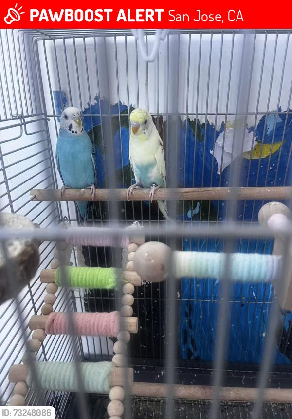 Lost Unknown Bird last seen Vista loop & Camden, San Jose, CA 95118