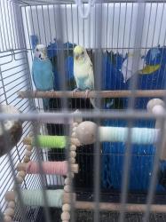 Lost Unknown Bird last seen Vista loop & Camden, San Jose, CA 95118