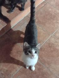 Lost Male Cat last seen Near Nevermore Drive, 77429, Cypress Texas, Cypress, TX 77429