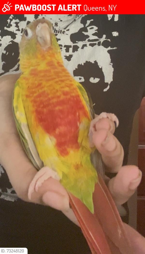 Lost Female Bird last seen N/A, Queens, NY 11432