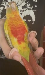 Lost Female Bird last seen N/A, Queens, NY 11432