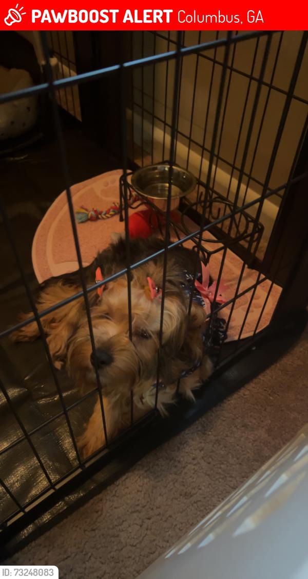 Lost Female Dog last seen North Lumpkin Rd, Columbus, GA 31903